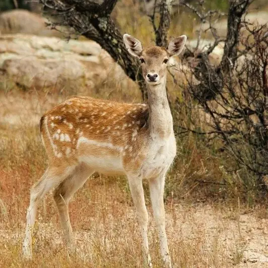 Best Deer Hunting Techniques & Stalking - Outdoor Escape Guru